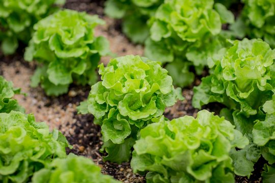 他们没有机会接触,了解农作物