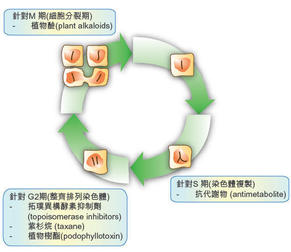 cell cycle