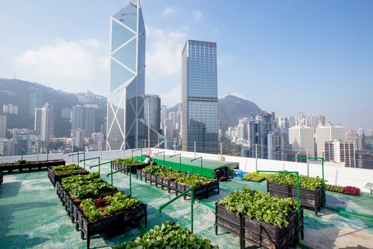 肥媽教港人 種出健康快餐