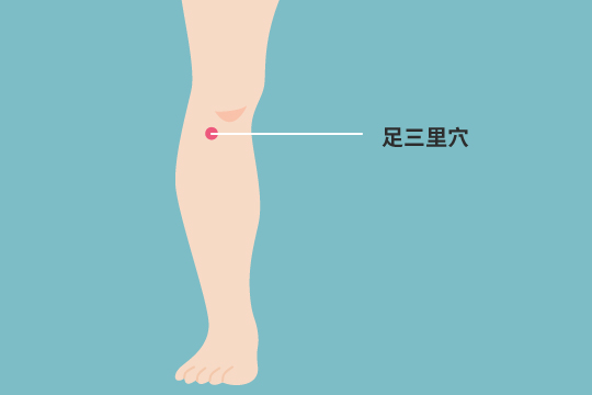 足三里穴