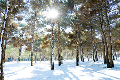 是日大雪　來一碗經典大補湯