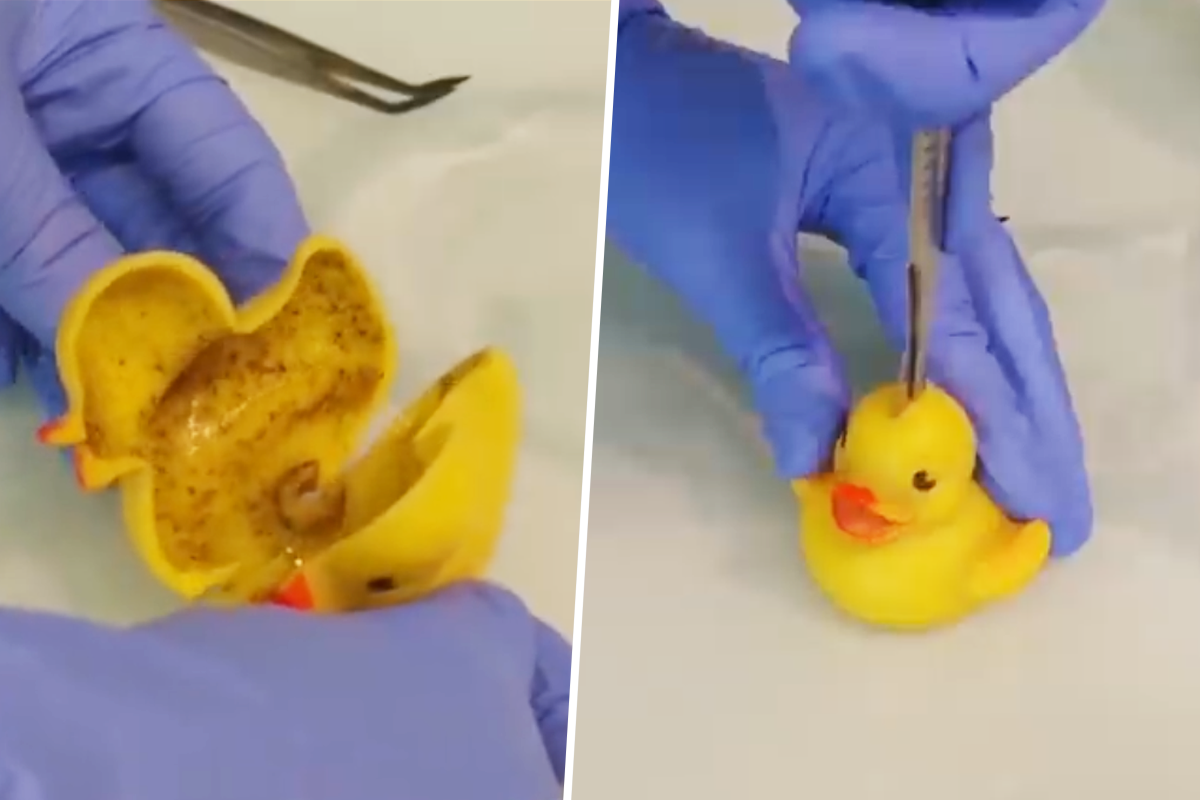 唔Duck掂！專家：沖涼鴨仔含大量細菌