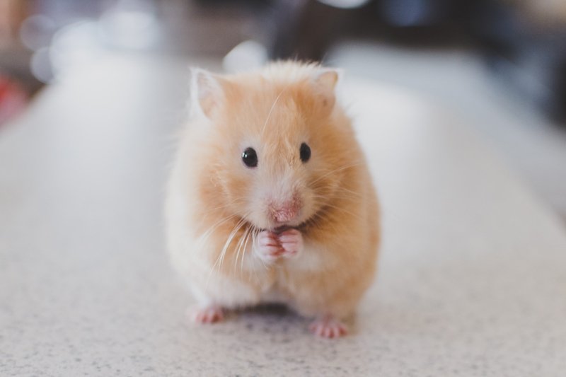 港大醫學院倉鼠研究　證實新冠病毒短暫損嗅覺神經元致失嗅覺