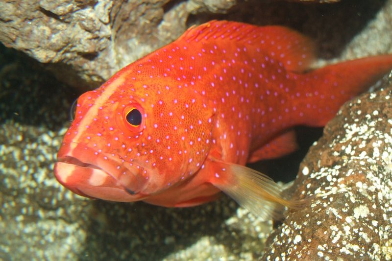 【雪卡毒素】66歲男子疑食魚中雪卡毒　1.5小時後出現噁心及口部麻痺