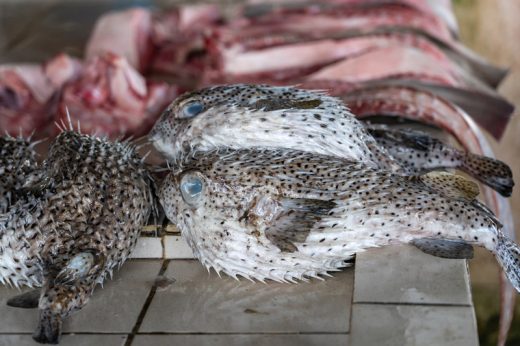 男子野生捕獲雞泡魚煮食 5小時後疑食物中毒