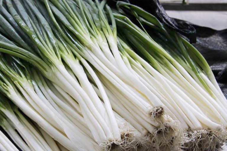 蔥白