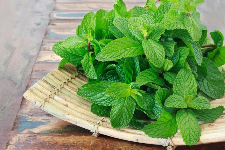 薄荷