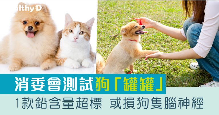 消委會測試|1款鉛含量超標或損狗隻腦神經 逾8成狗糧微量營養素未符國際建議(附2款最高5星推介)