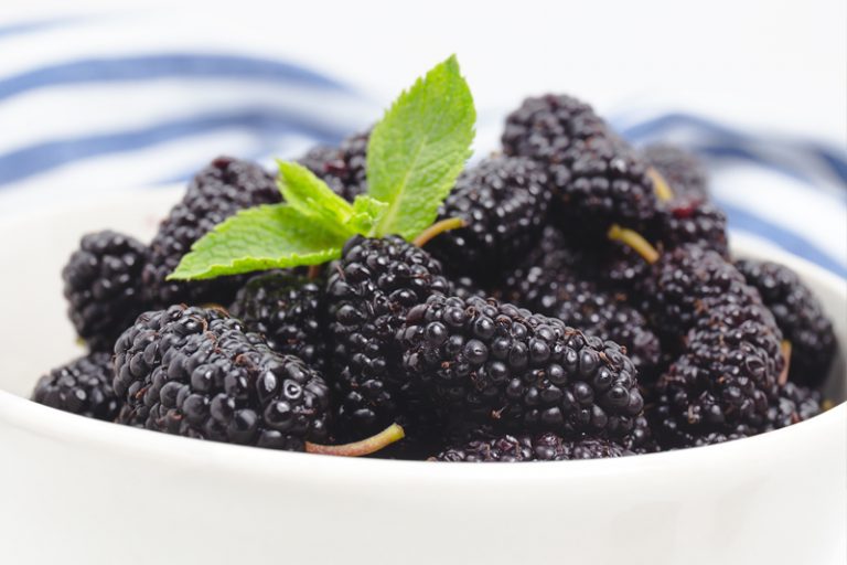 養生食療食譜 推介-桑椹子