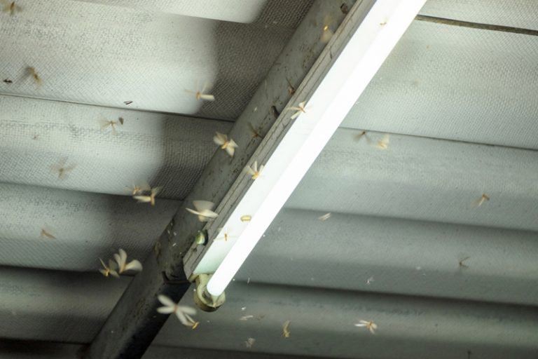 飛蟻入屋怎麼辦？了解飛蟻出現原因及4個預防飛蟻方法