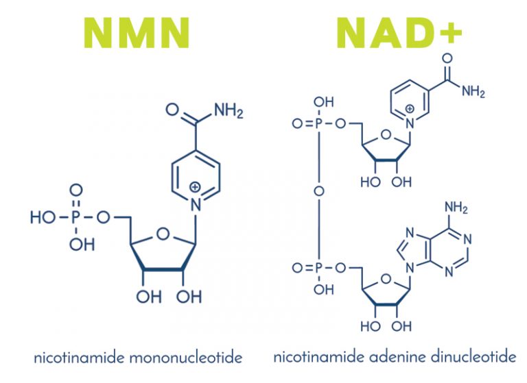 NMN-NAD是甚麼