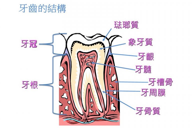 牙齒數量-結構-作用-重要性-港大牙醫學院2