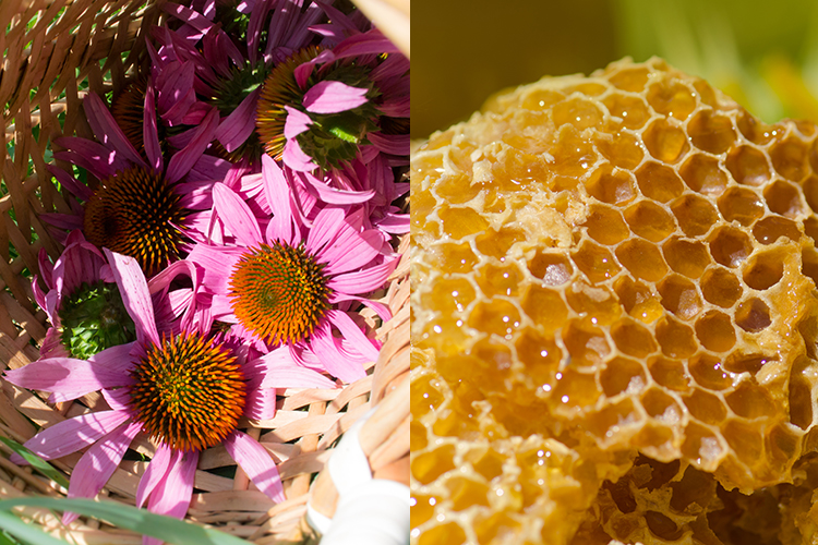 紫錐花、蜂膠可以增強免疫力