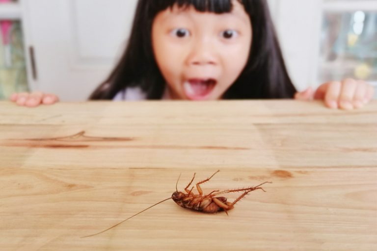 曱甴致敏|曱甴佔港人致敏率達45% 中大研究發現7種新致敏原 或有助治療過敏者