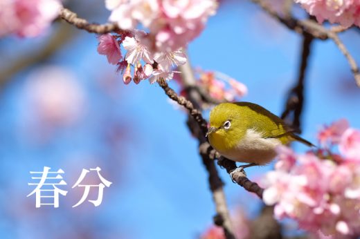 二十四節氣‧春分｜春天早晚較清涼！中醫分享春季養生食療食譜 助健脾祛濕