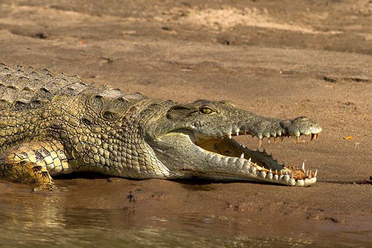 鱷魚血功效-雲芝功效-提高免疫系統-抗糖尿病-鱷魚血好處-適用人士-皇家樂血清-ELXR-Lab-elxrCROCODYLUS