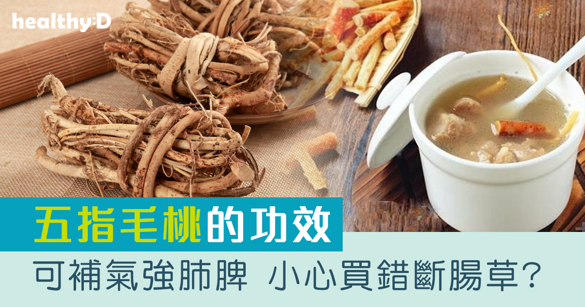 五指毛桃功效與禁忌 | 中醫推介五指毛桃淮山瘦肉湯水食譜補氣！五指毛桃煲湯2類人不宜飲用