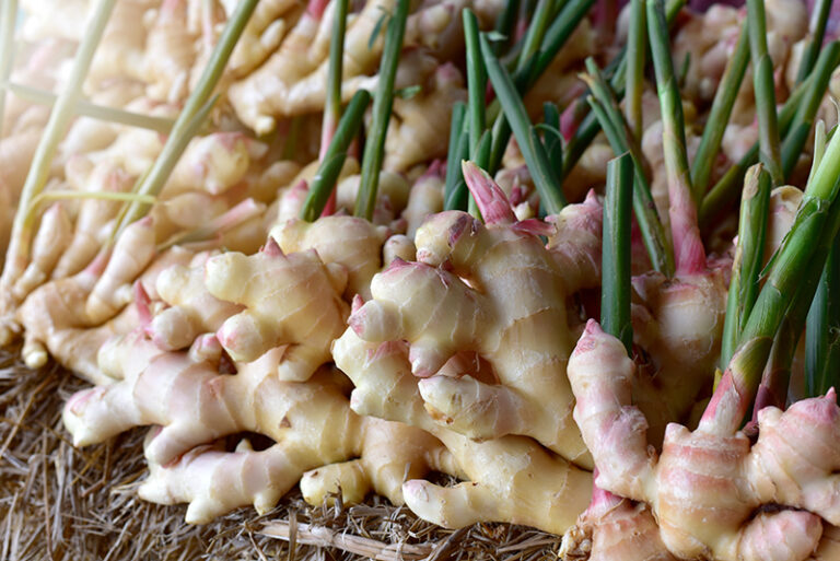 薑食療- 中醫-薑治病功效-宜忌-子薑