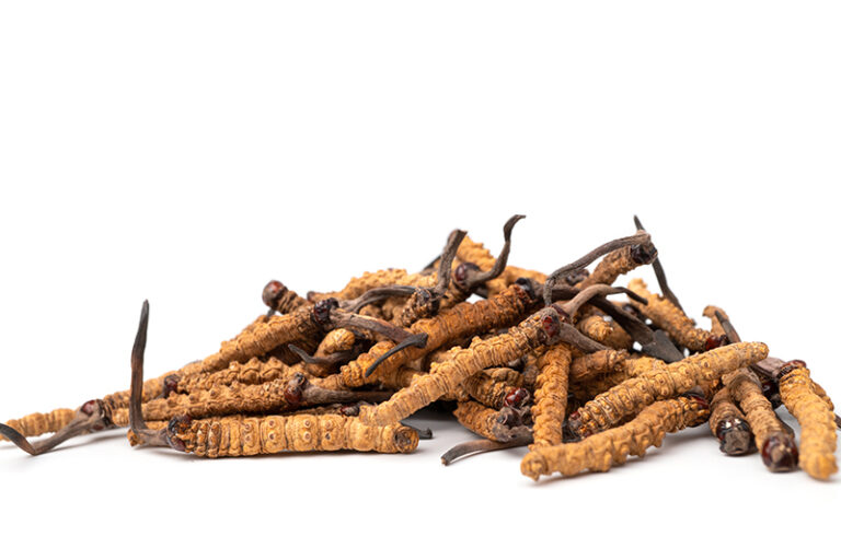 中藥補品-病後補身-調理身體-冬蟲夏草-功效-適用體質-蘇子謙醫生-蘇子謙中醫師