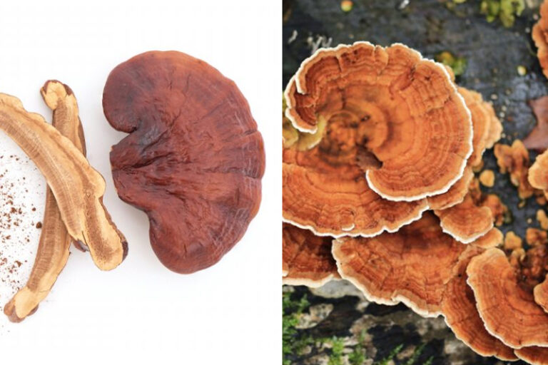 中藥補品-病後補身-調理身體-靈芝雲芝-功效-適用體質-蘇子謙醫生-蘇子謙中醫師