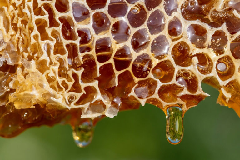 520世界蜜蜂日｜麥蘆卡蜂蜜6大功效、好處詳細睇！一文教你選購高質量、高純淨度麥蘆卡蜂蜜