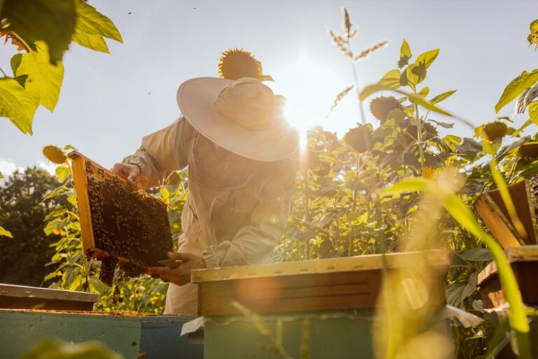 520世界蜜蜂日｜麥蘆卡蜂蜜6大功效、好處詳細睇！一文教你選購高質量、高純淨度麥蘆卡蜂蜜