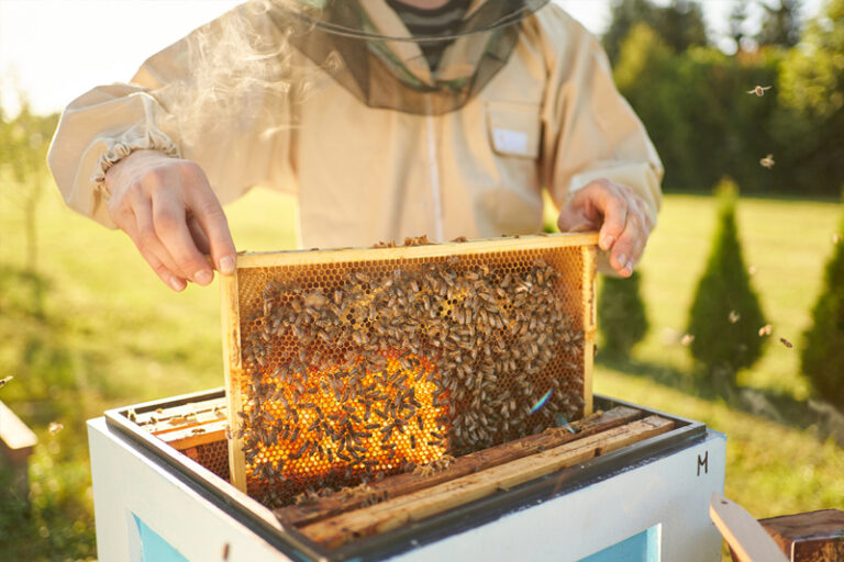 520世界蜜蜂日｜麥蘆卡蜂蜜6大功效、好處詳細睇！一文教你選購高質量、高純淨度麥蘆卡蜂蜜