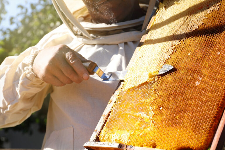 520世界蜜蜂日｜麥蘆卡蜂蜜6大功效、好處詳細睇！一文教你選購高質量、高純淨度麥蘆卡蜂蜜