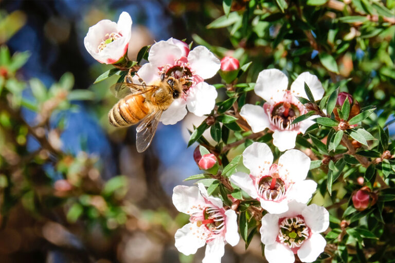 520世界蜜蜂日｜麥蘆卡蜂蜜6大功效、好處詳細睇！一文教你選購高質量、高純淨度麥蘆卡蜂蜜
