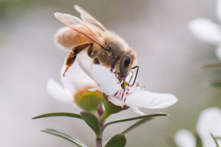 520世界蜜蜂日｜麥蘆卡蜂蜜6大功效、好處詳細睇！一文教你選購高質量、高純淨度麥蘆卡蜂蜜
