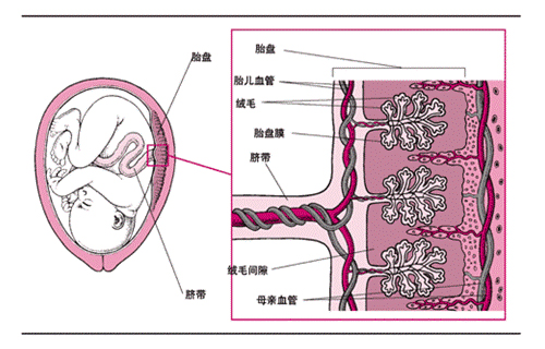 胎盤素是甚麼-注射-功效-監管-抗衰老-回復年輕-鄭曉蔚醫生