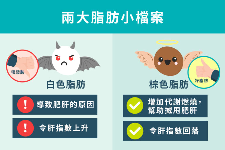 護肝/健肝恩物-肝指數-肝臟健康