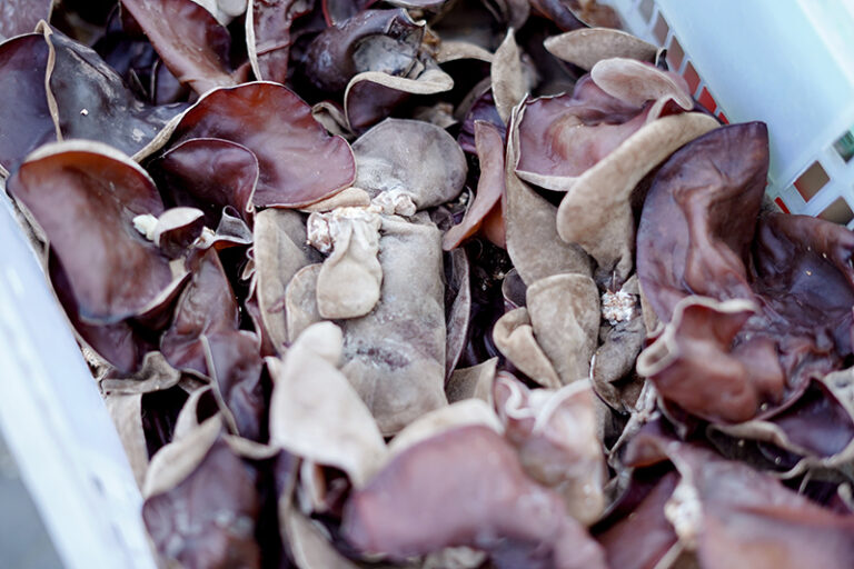 木耳功效-禁忌-黑木耳-營養-中毒-陳志勇中醫師