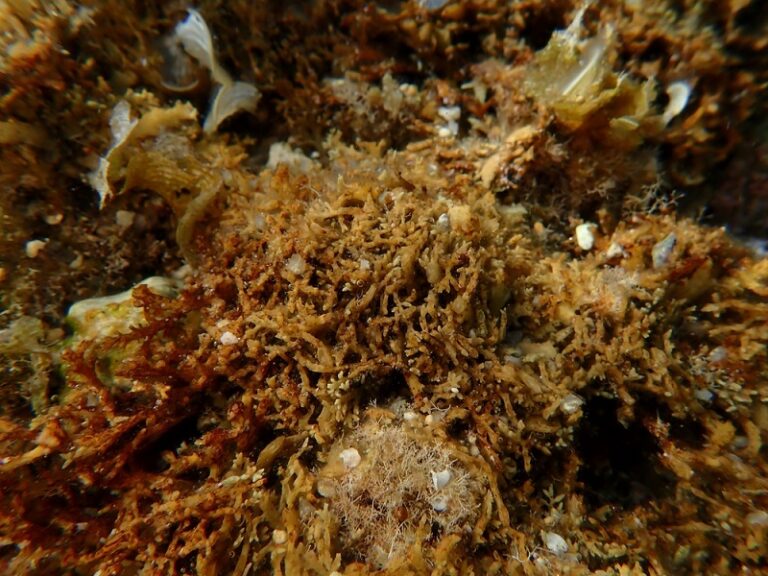 褐藻糖膠-褐藻糖膠功效-保健品-微藻保健品