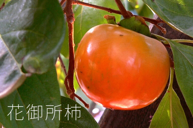 花御所柿-(Hana-Gosho)柿子功效-禁忌-營養-柿餅功效