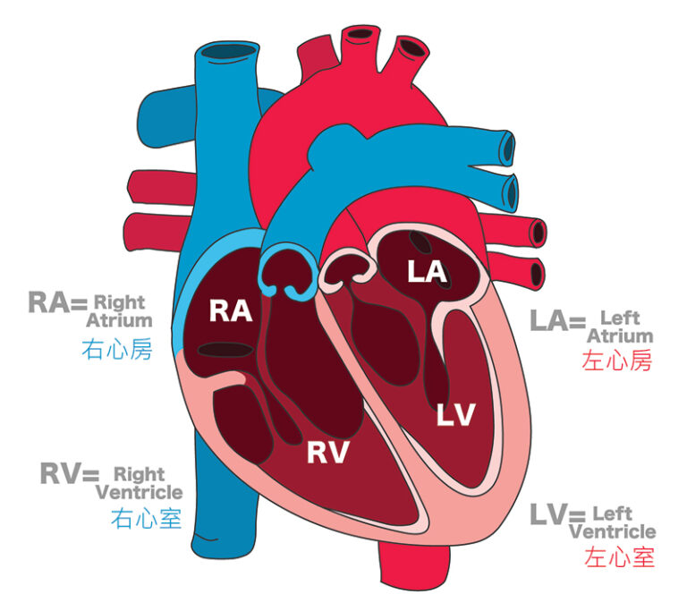 心臟的基本構造與運作