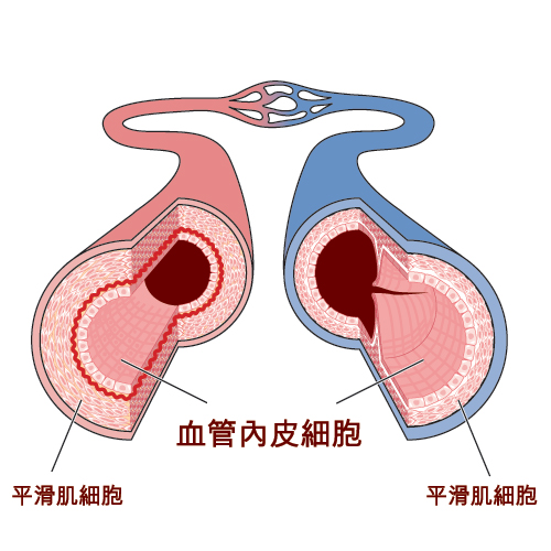 心臟健康-血管內皮細胞功能-動脈硬化-心臟科專科-陳麒尹醫生