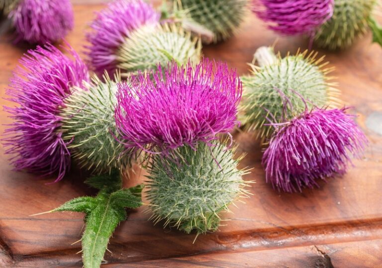 護肝推薦-護肝冷知識-肝損-脂肪肝