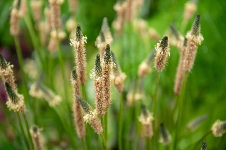 清宿便排毒素-腸道蠕動-腸道健康-便秘-便秘成因-清宿便