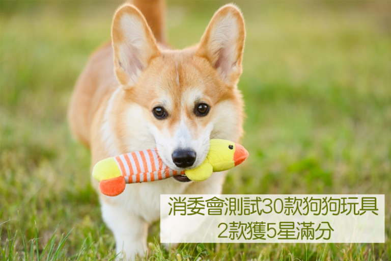 消委會測試30款狗狗玩具 2款獲5星滿分｜有樣本檢出具致癌性六價鉻 即睇名單！