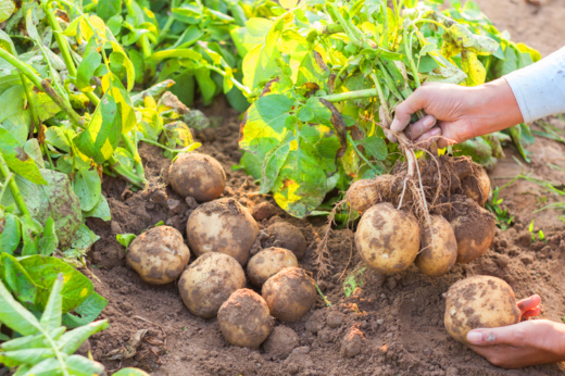 共同推動生態平衡 – 新生農場可持續種植理念