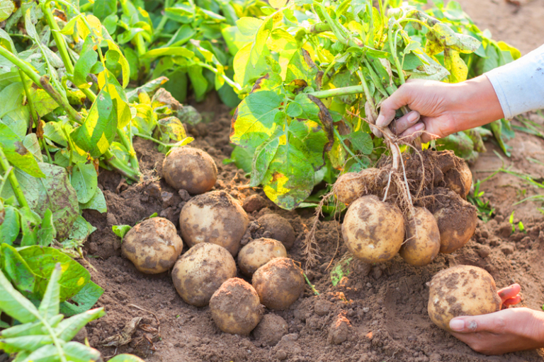 共同推動生態平衡 – 新生農場可持續種植理念