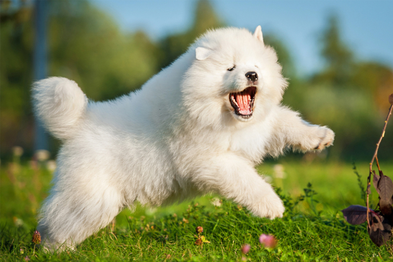 寵物健康｜Furmomo「健康從秤開始」全港巡迴磅重站11月啟動