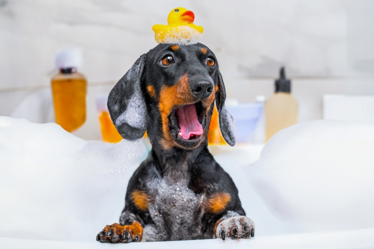 寵物美容用品推介：沖涼液/沐浴露/護理噴霧等｜毛孩沐浴用品選購與使用要點