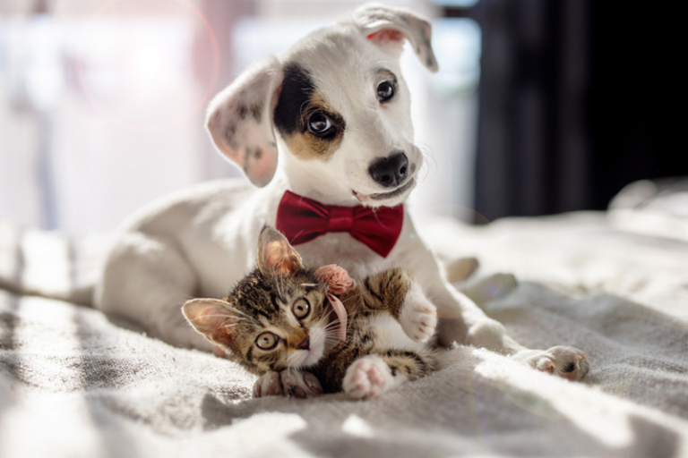 寵物美容用品推介：沖涼液/沐浴露/護理噴霧等｜毛孩沐浴用品選購與使用要點