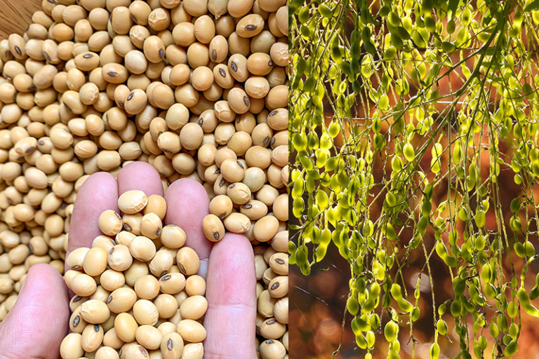 更年期補充品推薦｜植物雌激素 或有助穩定情緒、紓緩潮熱