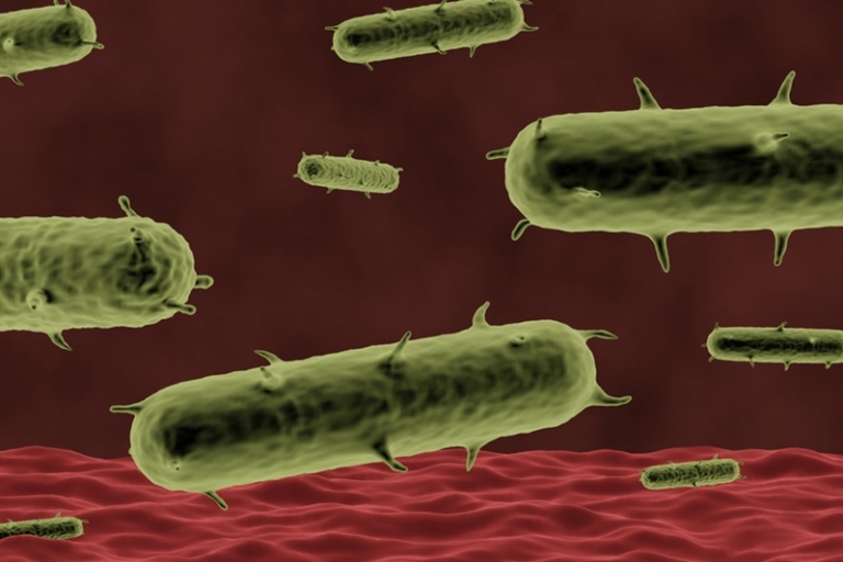 Yersinia pestis